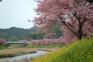 みなみの桜と菜の花まつり３